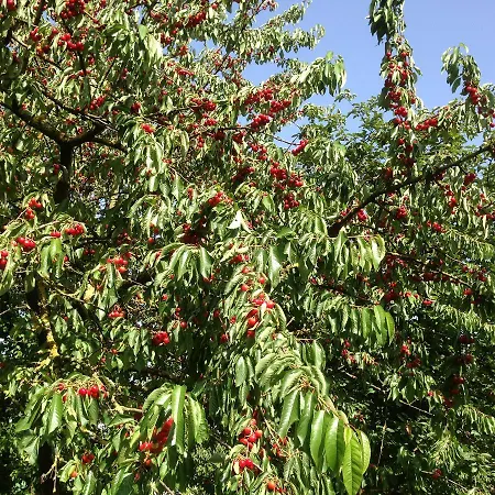 Fogadó Zum Schwanen Garni