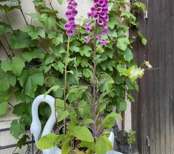 Zum Schwanen Garni Han/Misafirhane 2*