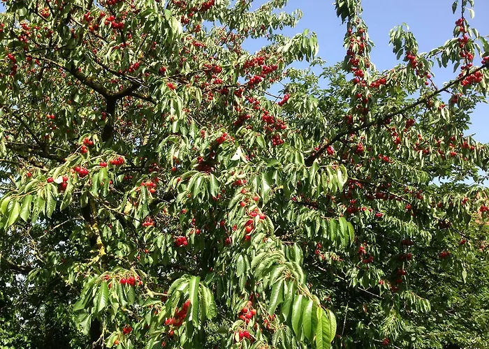 Han/Misafirhane Zum Schwanen Garni